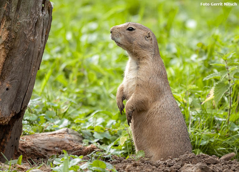 Schwarzschwanz-Präriehund am 20. Juni 2018 im Wuppertaler Zoo (Foto Gerrit Nitsch)