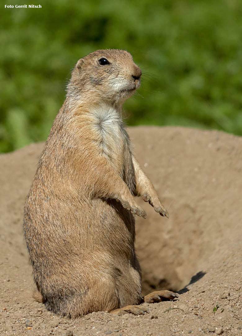 Schwarzschwanz-Präriehund am 20. Juni 2018 im Grünen Zoo Wuppertal (Foto Gerrit Nitsch)