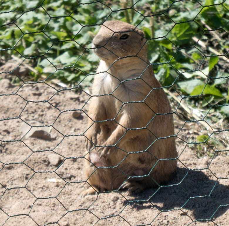 Schwarzschwanz-Präriehund am 1. Juli 2018 auf der Präriehund-Anlage im Wuppertaler Zoo