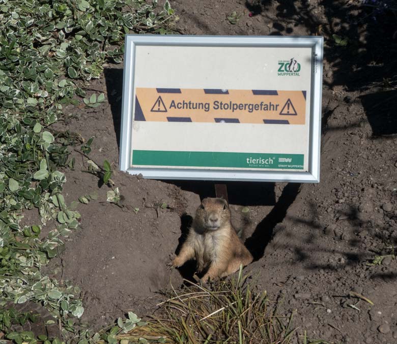 Schwarzschwanz-Präriehund am 1. Juli 2018 am Blumenrondell im Grünen Zoo Wuppertal