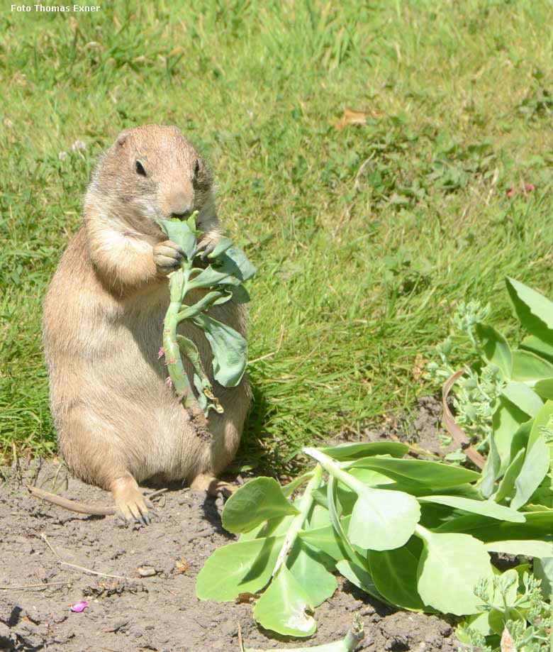 Schwarzschwanz-Präriehund am 1. Juli 2018 am Blumenrondell im Zoo Wuppertal (Foto Thomas Exner)