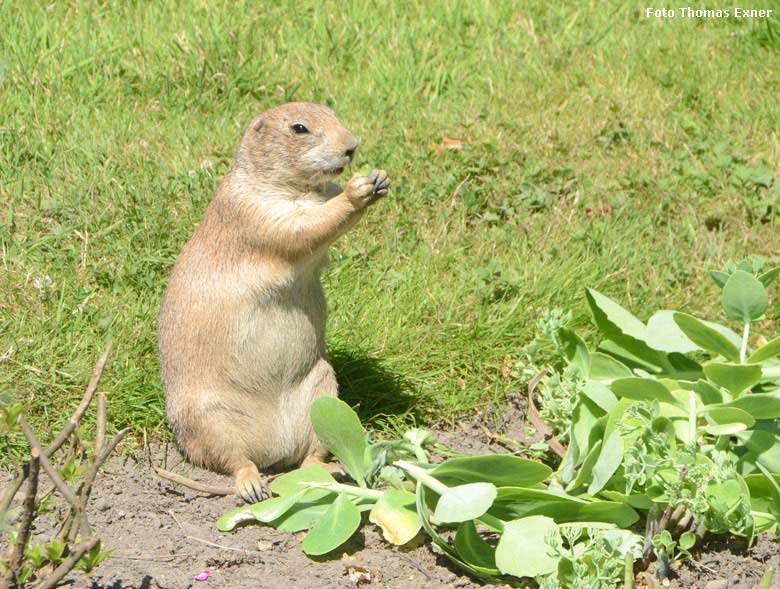 Schwarzschwanz-Präriehund am 1. Juli 2018 am Blumenrondell im Grünen Zoo Wuppertal (Foto Thomas Exner)