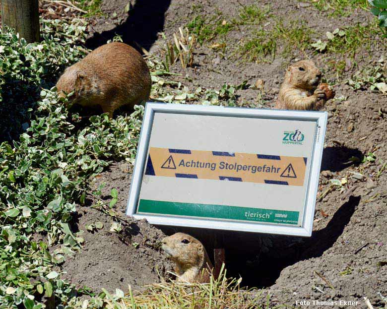 Drei Schwarzschwanz-Präriehunde am 1. Juli 2018 am Blumenrondell im Wuppertaler Zoo (Foto Thomas Exner)