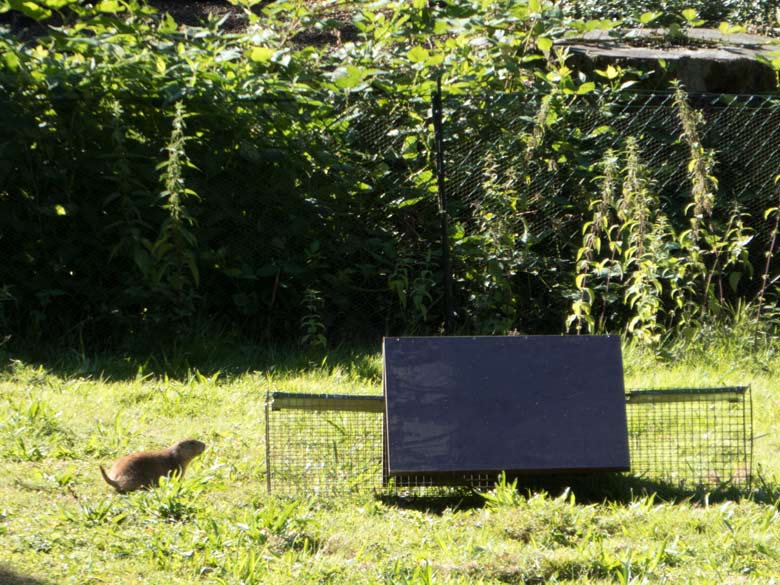 Lebendfalle für den Schwarzschwanz-Präriehund am 15. Juli 2018 im Zoo Wuppertal