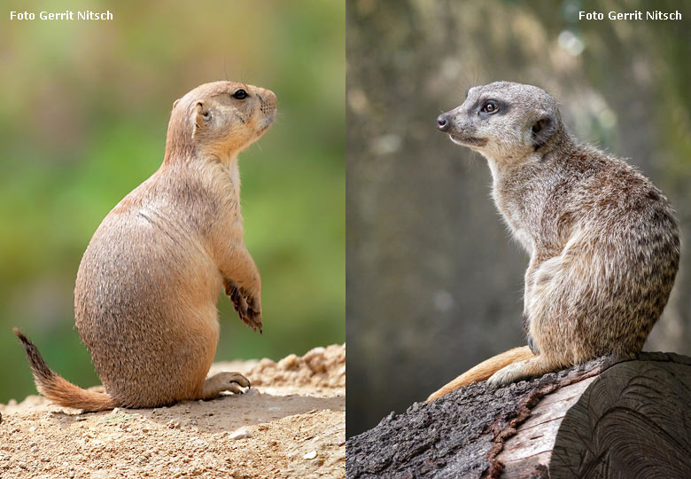 Ein Schwarzschwanz-Präriehund im Vergleich mit einem Erdmännchen am 23. Juli 2018 im Grünen Zoo Wuppertal (Fotos Gerrit Nitsch)