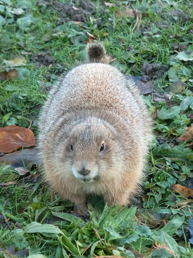 Schwarzschwanz-Präriehund am 17. November 2018 auf der Außenanlage am Blumenrondell im Grünen Zoo Wuppertal