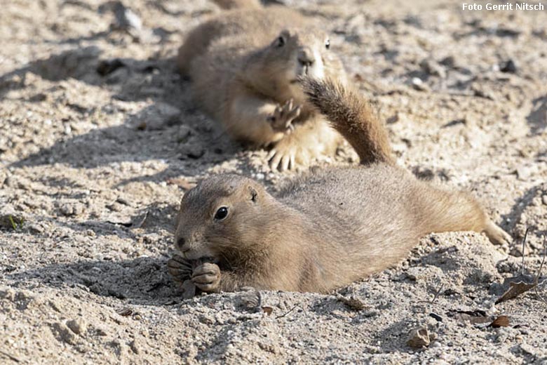 Schwarzschwanz-Präriehunde am 25. Februar 2019 im Zoo Wuppertal (Foto Gerrit Nitsch)