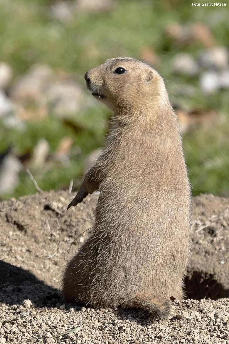 Schwarzschwanz-Präriehund am 25. Februar 2019 im Grünen Zoo Wuppertal (Foto Gerrit Nitsch)