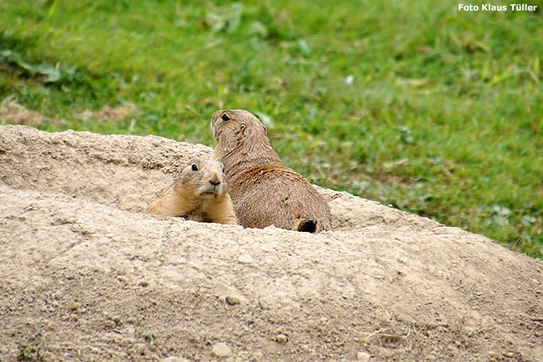 Schwarzschwanz-Präriehunde am 8. Juli 2019 auf der großen Wiese am Blumenrondell im Grünen Zoo Wuppertal (Foto Klaus Tüller)