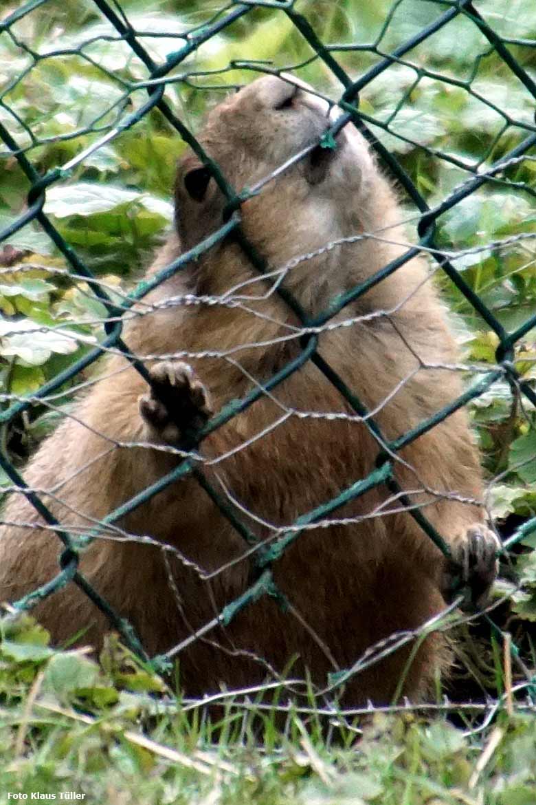 Schwarzschwanz Präriehund am 16. August 2019 außerhalb der Präriehund-Anlage im Zoologischen Garten Wuppertal (Foto Klaus Tüller)