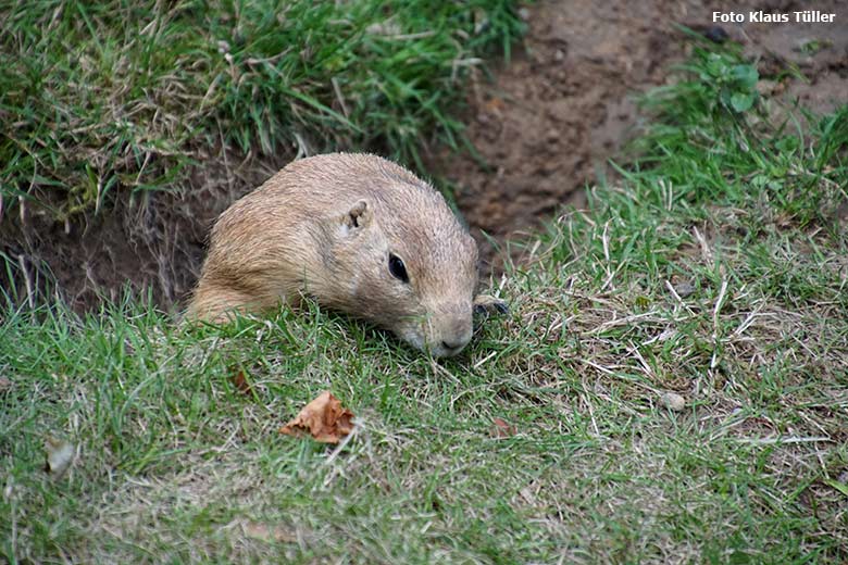 Schwarzschwanz Präriehund am 16. August 2019 außerhalb der Präriehund-Anlage im Zoo Wuppertal (Foto Klaus Tüller)