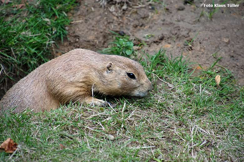 Schwarzschwanz Präriehund am 16. August 2019 außerhalb der Präriehund-Anlage im Wuppertaler Zoo (Foto Klaus Tüller)