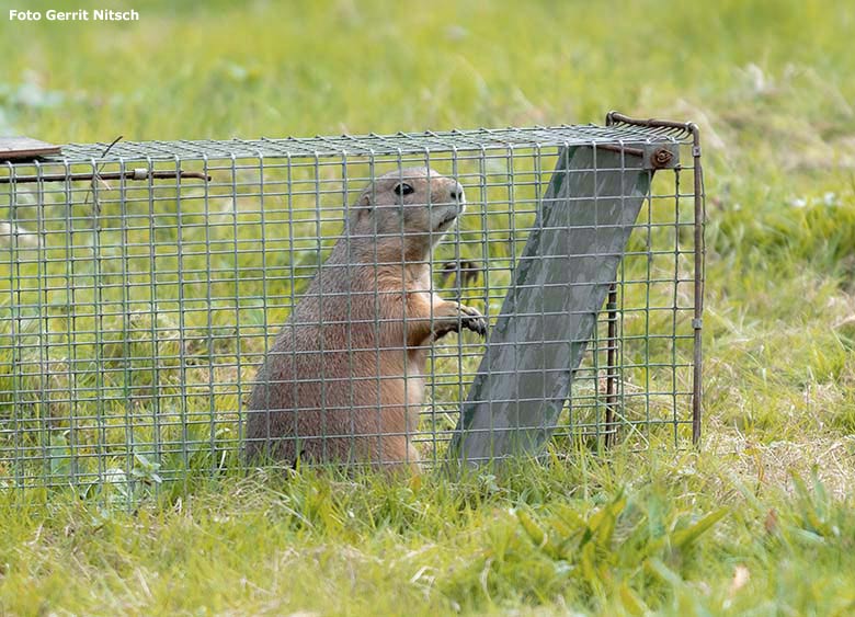 Schwarzschwanz-Präriehund in einer Lebendfalle am 19. September 2019 auf der Außenanlage im Grünen Zoo Wuppertal (Foto Gerrit Nitsch)