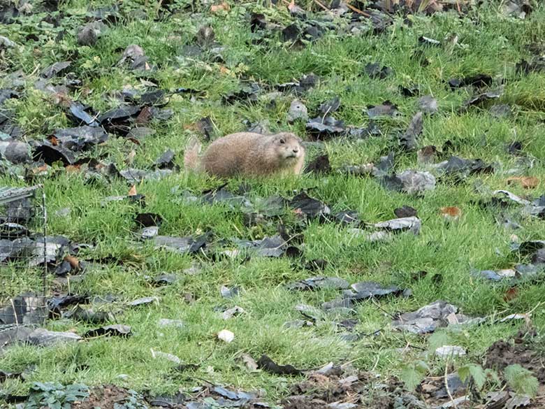 Schwarzschwanz-Präriehund im Dezember 2019 auf der Außenanlage im Grünen Zoo Wuppertal