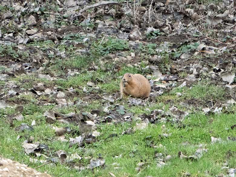 Letzter Schwarzschwanz-Präriehund auf der Außenanlage am 19. Februar 2020 im Grünen Zoo Wuppertal