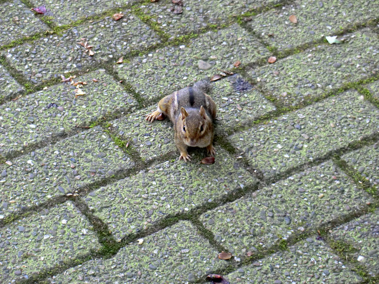 Streifenbackenhörnchen im Wuppertaler Zoo im September 2011