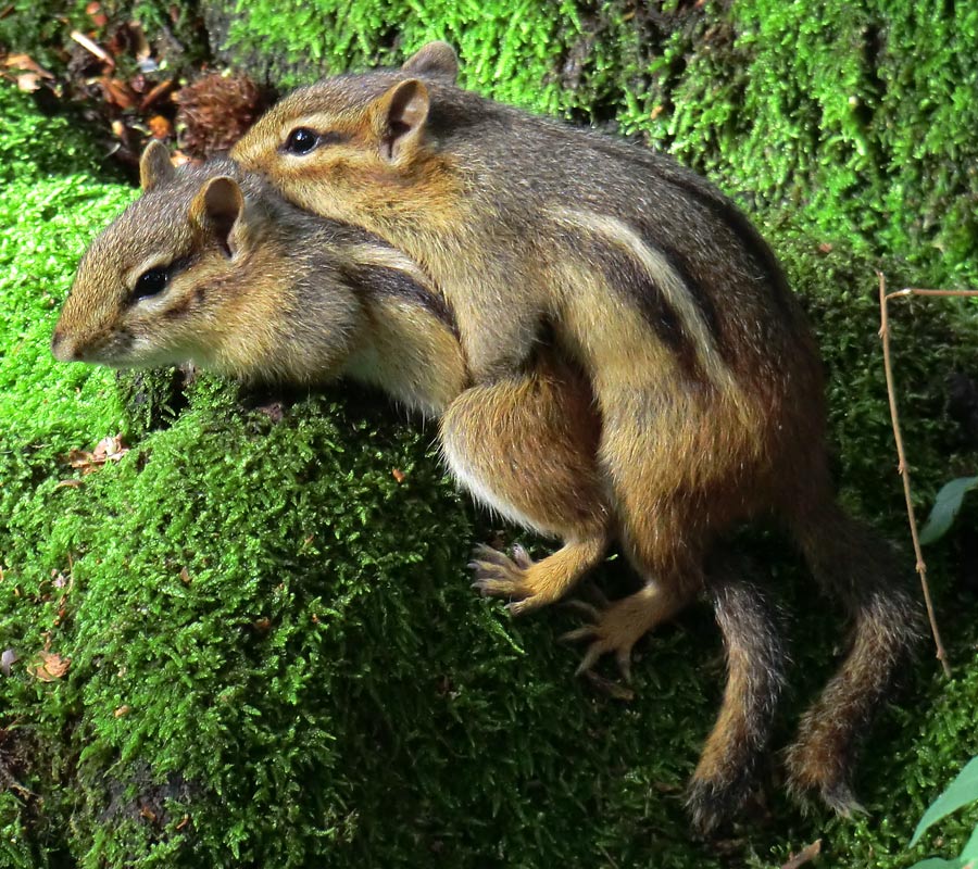 Streifenbackenhörnchen im Zoologischen Garten Wuppertal im September 2011