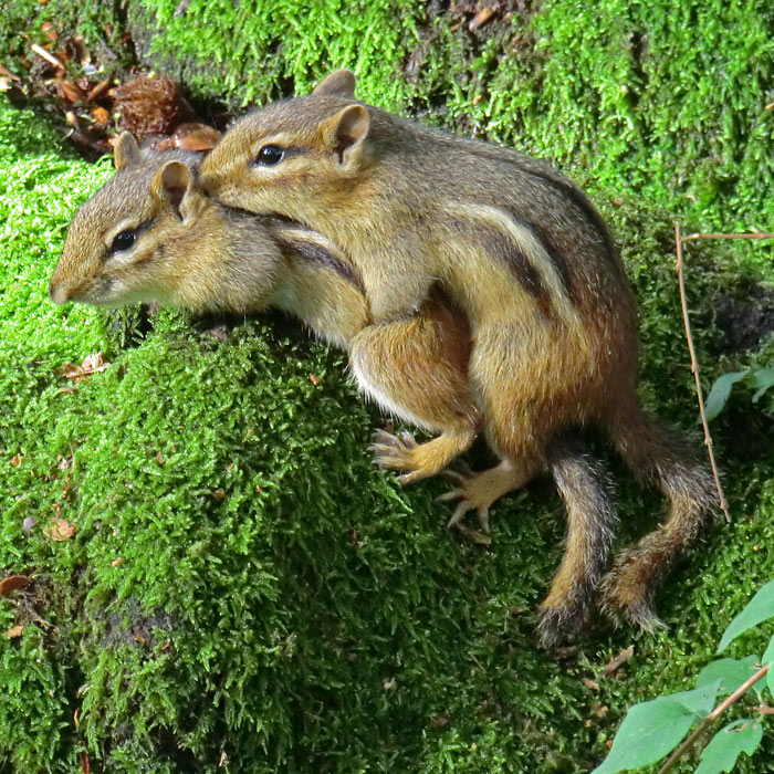 Streifenbackenhörnchen im Wuppertaler Zoo im September 2011