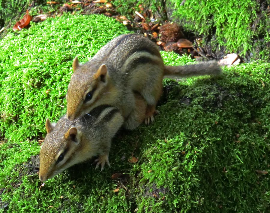 Streifenbackenhörnchen im Wuppertaler Zoo im September 2011