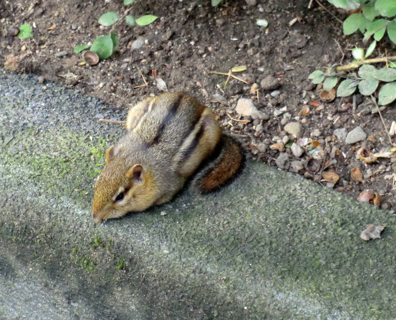 Streifenbackenhörnchen im Zoologischen Garten Wuppertal im September 2011