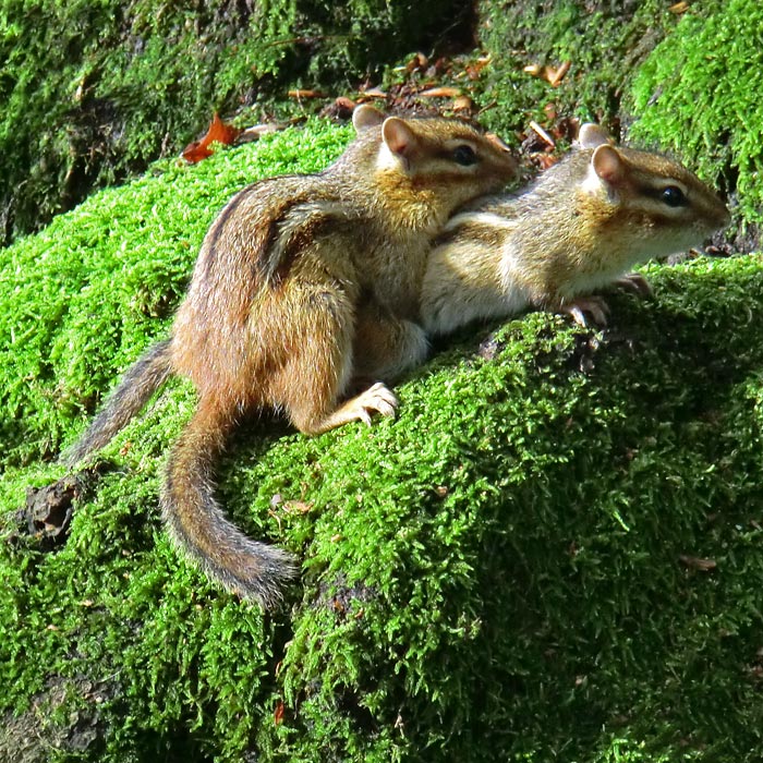 Streifenbackenhörnchen im Wuppertaler Zoo im September 2011