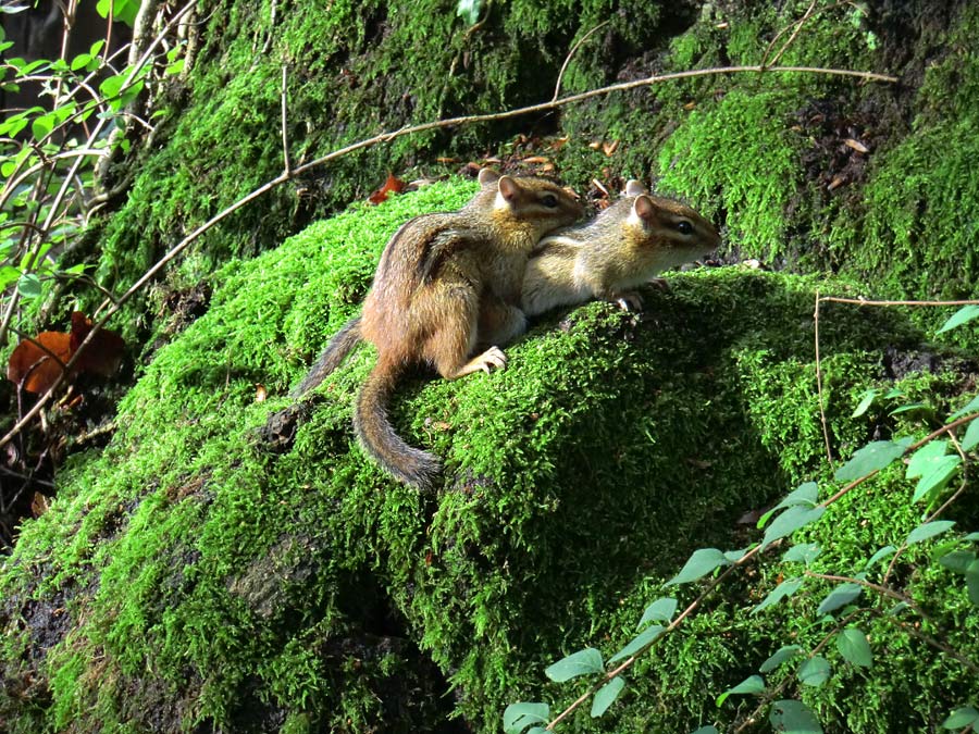 Streifenbackenhörnchen im Zoologischen Garten Wuppertal im September 2011