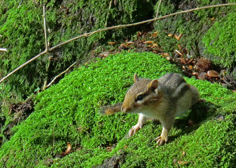 Streifenbackenhörnchen im Wuppertaler Zoo im September 2011