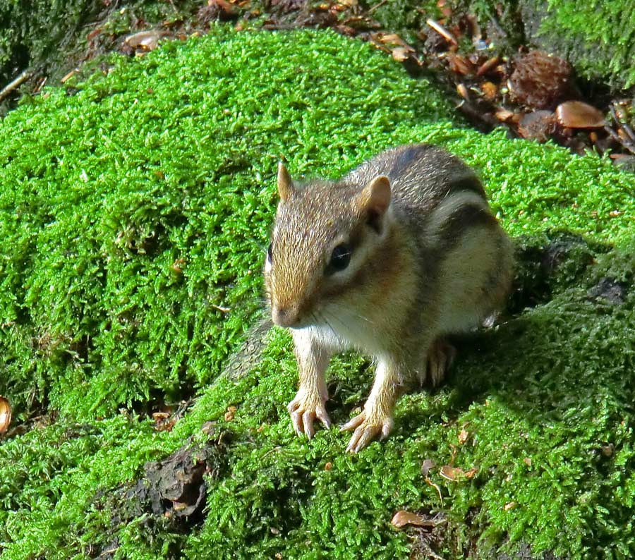 Streifenbackenhörnchen im Zoo Wuppertal im September 2011