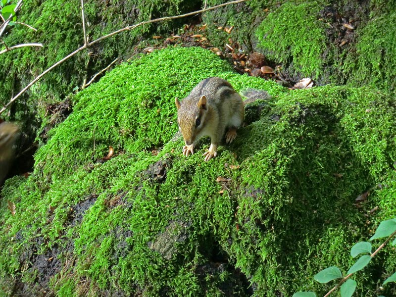 Streifenbackenhörnchen im Zoologischen Garten Wuppertal im September 2011