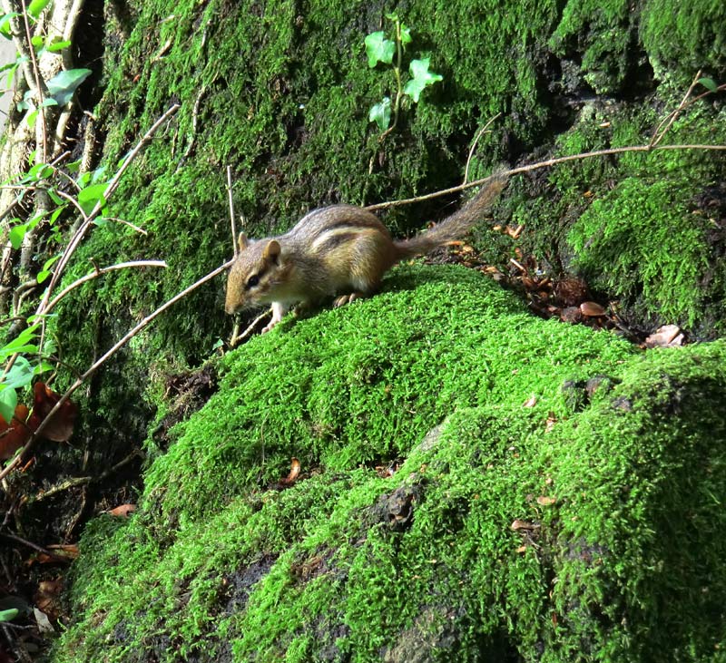 Streifenbackenhörnchen im Wuppertaler Zoo im September 2011