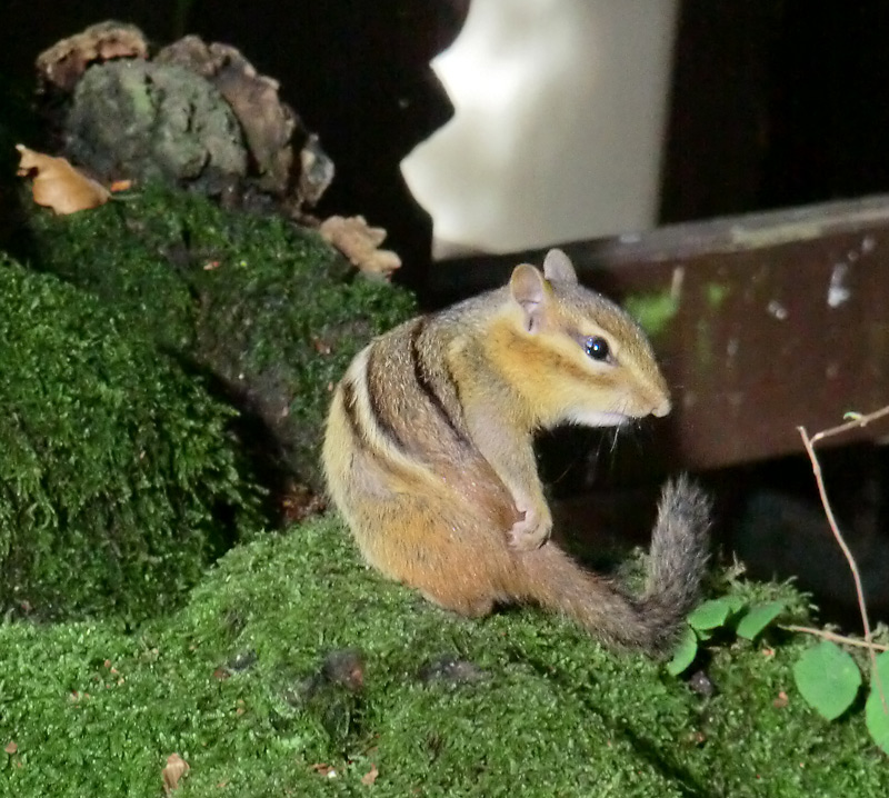 Streifenbackenhörnchen im Wuppertaler Zoo im September 2011