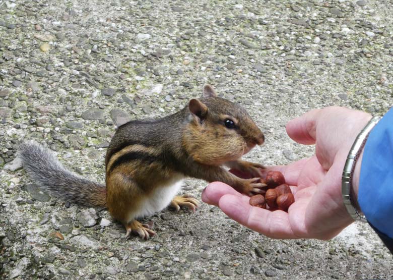 Streifenbackenhörnchen am 23. Juli 2017 im Grünen Zoo Wuppertal