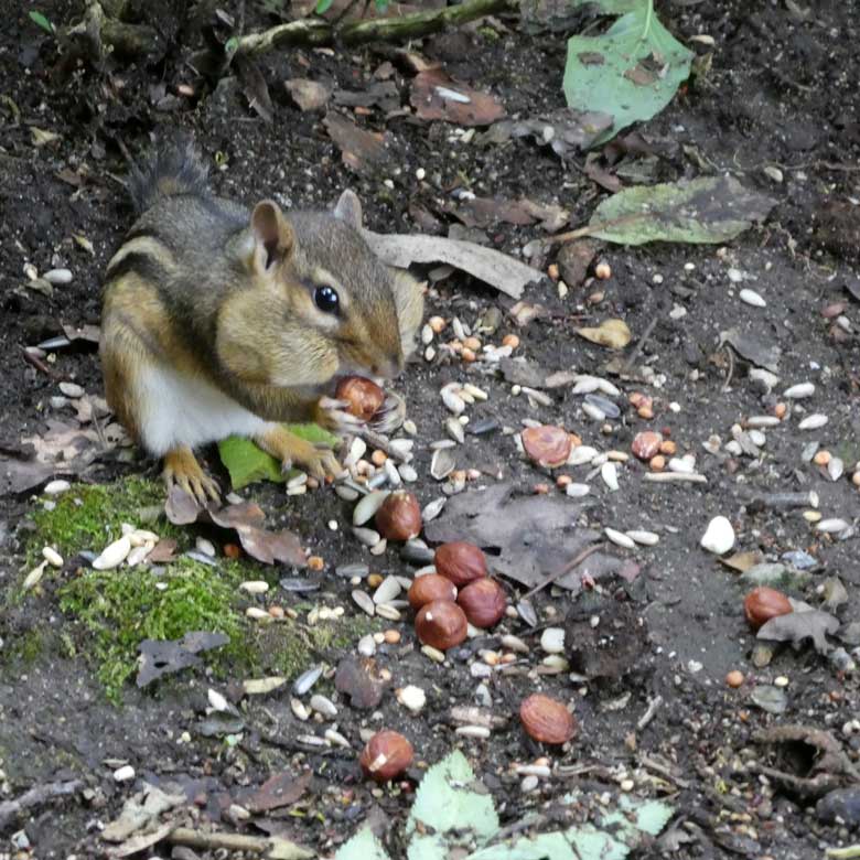 Streifenbackenhörnchen am 23. Juli 2017 im Wuppertaler Zoo