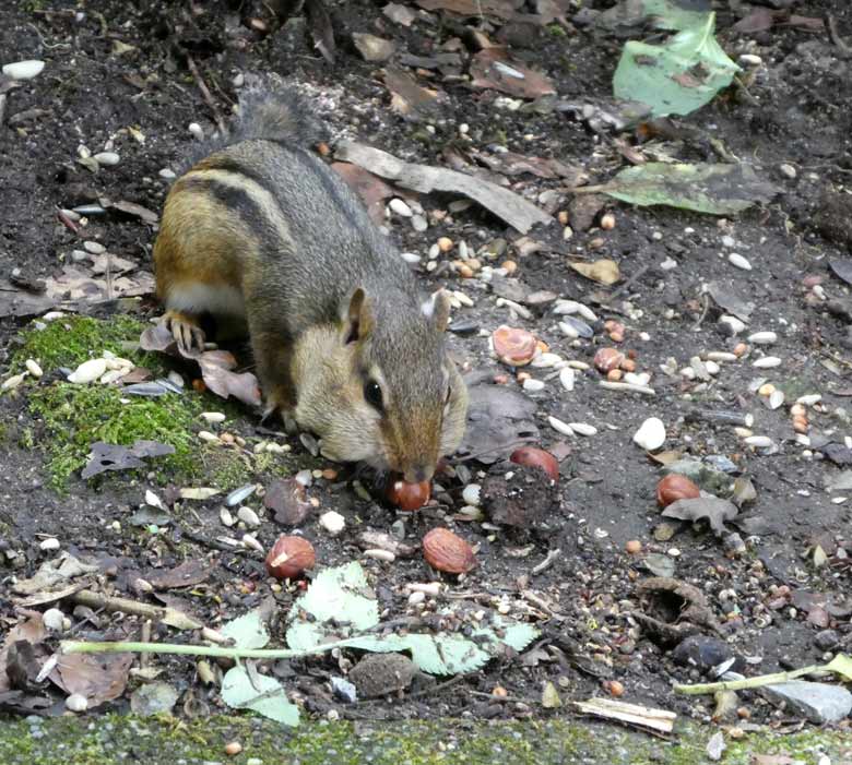 Streifenbackenhörnchen am 23. Juli 2017 im Grünen Zoo Wuppertal