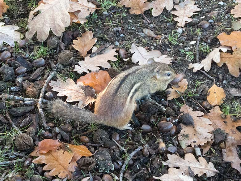 Streifenbackenhörnchen am 16. November 2018 im Grünen Zoo Wuppertal