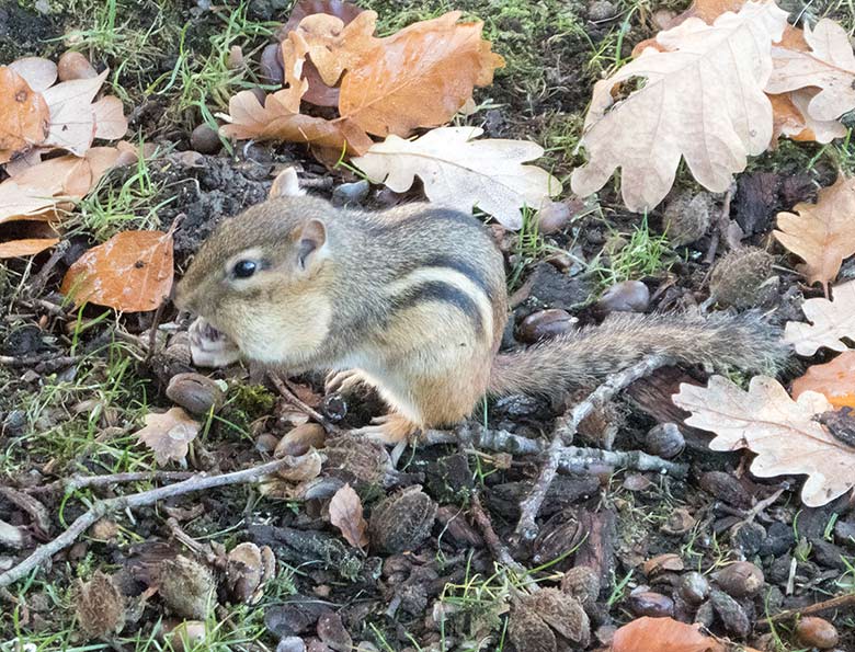 Streifenbackenhörnchen am 16. November 2018 im Zoo Wuppertal