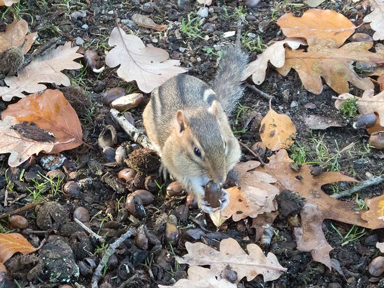 Streifenbackenhörnchen am 16. November 2018 im Wuppertaler Zoo