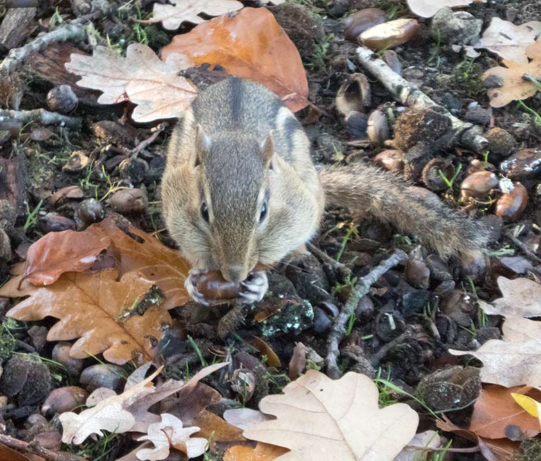 Streifenbackenhörnchen am 16. November 2018 im Grünen Zoo Wuppertal