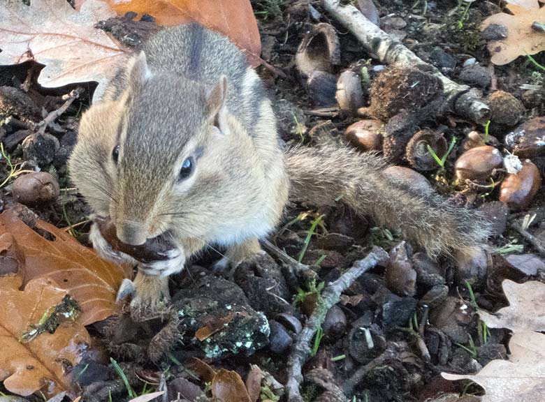 Streifenbackenhörnchen am 16. November 2018 im Zoologischen Garten der Stadt Wuppertal