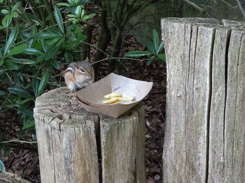 Streifenbackenhörnchen am 19. Juni 2019 im Grünen Zoo Wuppertal