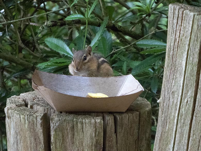 Streifenbackenhörnchen am 19. Juni 2019 im Wuppertaler Zoo