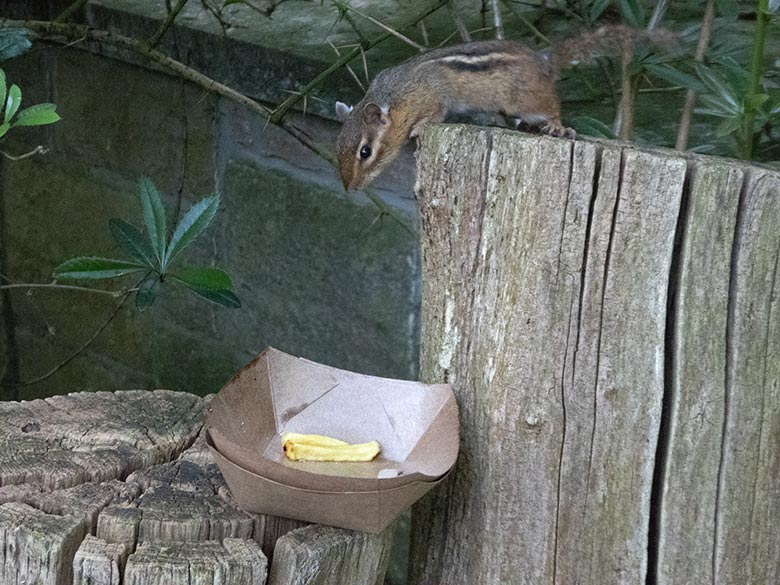 Streifenbackenhörnchen am 19. Juni 2019 im Zoo Wuppertal