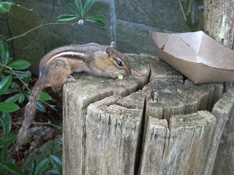 Streifenbackenhörnchen am 19. Juni 2019 im Zoologischen Garten der Stadt Wuppertal