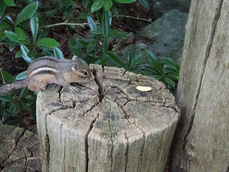 Streifenbackenhörnchen am 19. Juni 2019 im Grünen Zoo Wuppertal