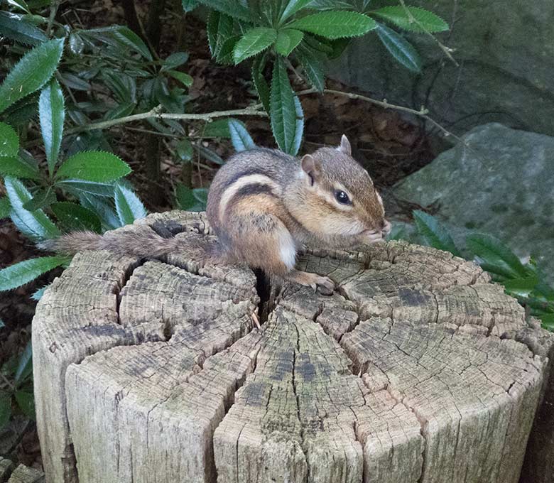 Streifenbackenhörnchen am 19. Juni 2019 im Wuppertaler Zoo