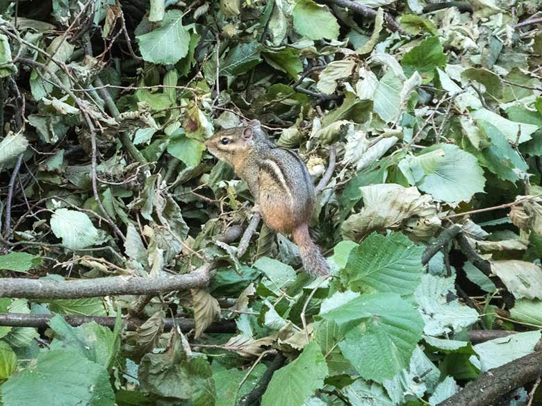 Streifenbackenhörnchen am 21. August 2019 im Grünen Zoo Wuppertal