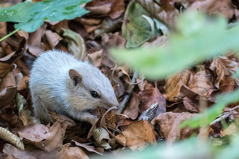 Wild im Zoo lebendes Streifenbackenhörnchen mit Fehlfarben am 23. August 2020 in der Nähe der Außenanlage für Braunbären im Grünen Zoo Wuppertal