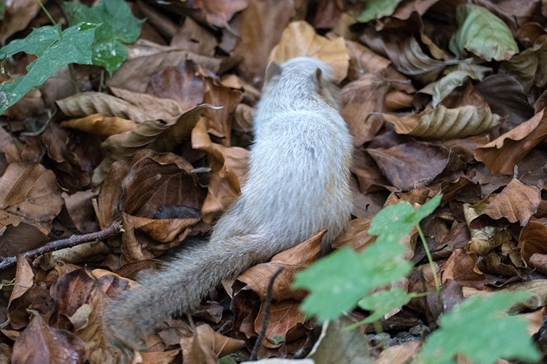 Wild im Zoo lebendes Streifenbackenhörnchen mit Fehlfarben am 23. August 2020 in der Nähe der Außenanlage für Braunbären im Wuppertaler Zoo