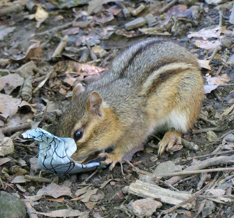 Streifenbackenhörnchen am 29. Mai 2021 hinter einer Sitzbank am Rentier-Gehege im Grünen Zoo Wuppertal