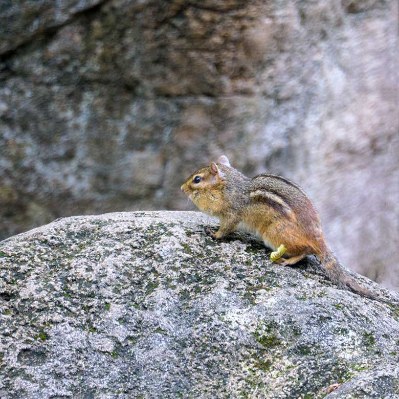 Streifenbackenhörnchen am 27. Juni 2022 neben der Löwen-Savanne im Zoologischen Garten Wuppertal